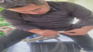 Klima ünitesinin boru hattında yakaladığı yılanı Sevgili yılan insanlardan uzak dur, yoksa ne yaparlar biliyorsun diyerek doğaya saldı