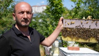 Korkmadan temas edebildiği arılarla 5 senedir birlikte yaşıyor