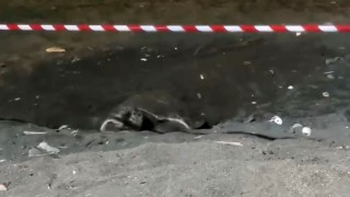 Koruma alanı dışına yuva yapan caretta caretta için şeritli tedbir