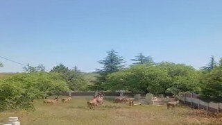 Koruma altındaki dağ keçileri Harput mezarlıklarında görüntülendi