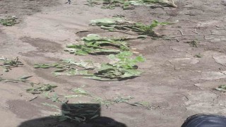 Kozaklıda dolu ve sağanak tarım arazilerini vurdu