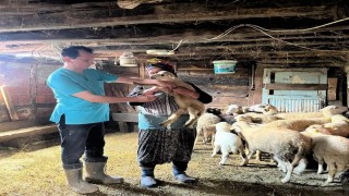 Küçükbaş hayvanlarda kayıt ve sağlık kontrolleri yapıldı