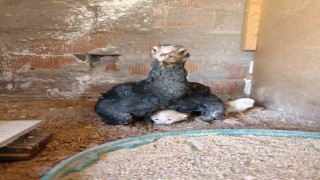 Kümesin davetsiz misafiri yavru kedi anne tavuğun altına sığındı