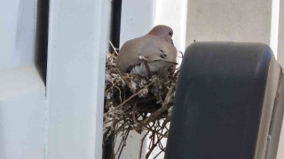 Kumru kamyona yuva yapınca, şoför kontağı kapattı