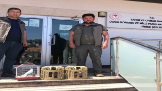 Kuş denetiminde kafeslerdeki keklik ve papağanlara el konuldu