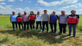 Kütahyada çörek otu üretimi yakından takip ediliyor