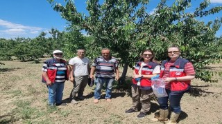 Kütahyada kirazda hasat öncesi pestisit denetimleri başladı
