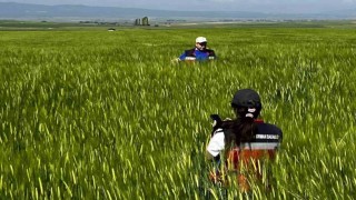 Kütahyada sertifikalı tohumluk üretim parsellerinde tarla kontrolleri gerçekleştirildi
