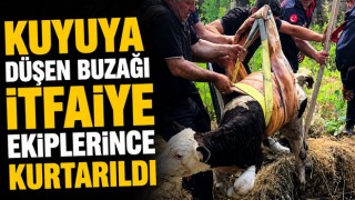 Kuyuya Düşen Buzağı İtfaiye Ekiplerince Kurtarıldı