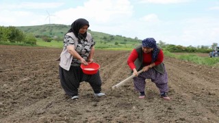 Ladik fasulyesi yeniden toprakla buluştu