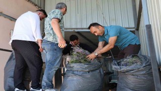 Lavanta üreten kadın kooperatifine katma değer desteği