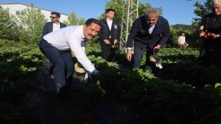 Lezzetiyle damaklarda tat bırakan çilekte 10 bin 900 ton rekolte bekleniyor