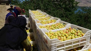 Malatyada sarı altın hasadı başladı, ilk ürünler Avrupa yolunda