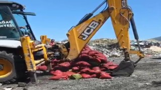 Manisada menşei belirsiz midyeler imha edildi