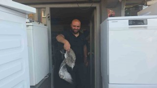 Martı yavrusu beyaz eşya tamircisini karıştırdı