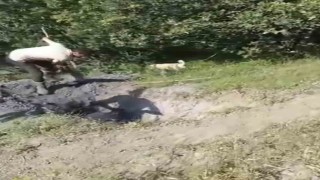 Merada otlayan büyükbaş hayvan define çukuruna düştü
