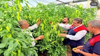 Mersinde kapya biber üretimi yerinde incelendi