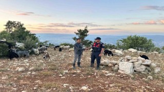 Mersinde kayıp 40 küçükbaş dronla bulundu