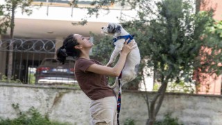 Mersinde sahiplendirme kampanyasıyla bin 927 köpek yeni yuvasına kavuştu