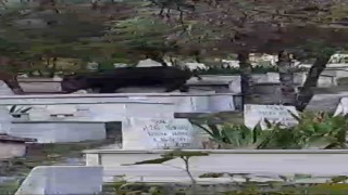 Mezarların üzerine çıkıp otlanan yaban domuzu görüntülendi
