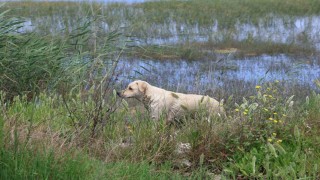 Milleyha Sulak Alanına 5 yavru köpeği bırakan 2 şahsa 540 bin TL para cezası uygulandı