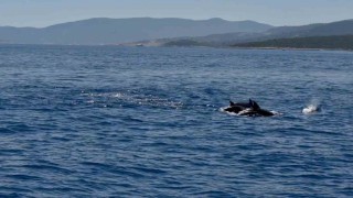 Muğla Valisi Akbıyıkı denizde yunuslar karşıladı