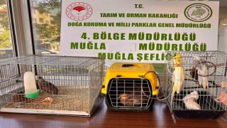 Muğlada CİMERe yapılan şikayet, kaçak hayvan ticaretini ele verdi