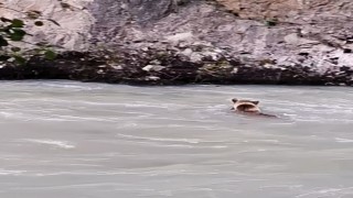 Munzur Nehrini geçmeye çalışan ayının mücadelesi kamerada