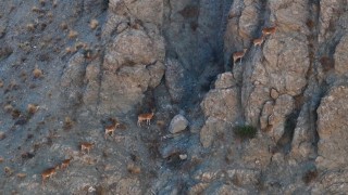 Munzurun sarp kayalıklarında yaban keçileri görüntülendi