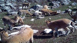 Munzurun sessiz misafirleri fotokapana takıldı