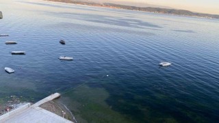 Müsilajın ardından Gemlik Körfezinde sevindiren görüntüler