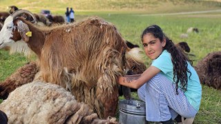 Muşta yayla mesaisi başladı: Lezzetli sütün sırrı dağlarda saklı