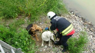 Orduda ırmak yatağında mahsur kalan köpekleri itfaiye kurtardı