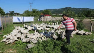 Orduda kaz bereketi: 20 ile başladı, 220ye çıktı