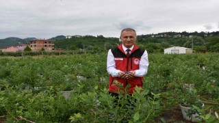 Orduda maviyemiş hasadı başladı