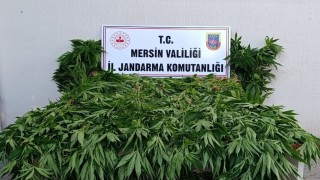 Ormanda kenevir yetiştirenlere suçüstü operasyon: 2 tutuklama