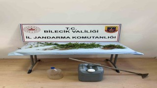 Ormanlık arazide kenevir ekimi yapan şahıs ektikleri sularken yakalandı