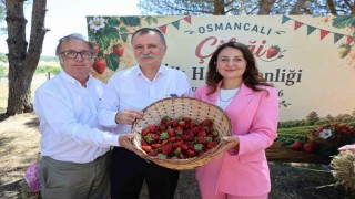 Osmancalı Çileğinin ilk hasadı şenlikle yapıldı