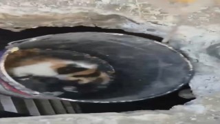 Osmaniyede balyozla genişletilen kuyudan yavru kedi kurtarıldı
