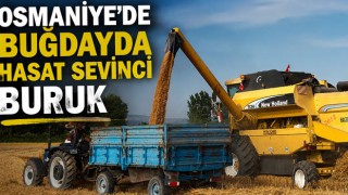 Osmaniye'de Buğdayda Hasat Sevinci Buruk