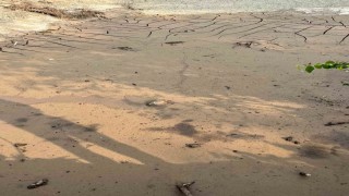 Osmaniyede çamura saplanan kaplumbağayı itfaiye kurtardı