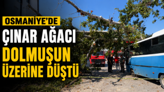Osmaniye'de Çınar Ağacı Dolmuşun Üzerine Düştü