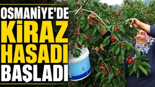 Osmaniye’de Kiraz Hasadı Başladı