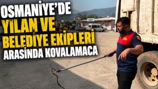 Osmaniye’de Yılan ve Belediye Ekipleri Arasında Kovalamaca