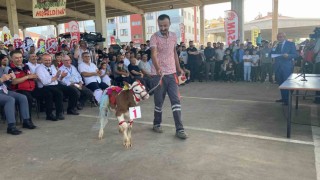 Otuz buzağı arasından en güzeli seçildi