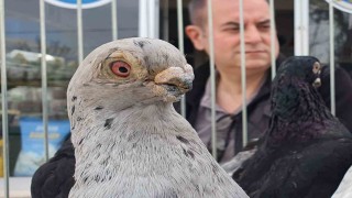 Parmak ucunda yürüyen endemik Tokur güvercinleri görücüye çıktı