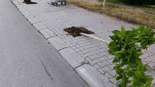 Patnosta ağaçlara zarar veren şüpheli yakalandı