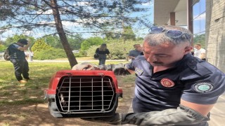 Poliklinik dış cephesine sıkışan sansar böyle kurtarıldı