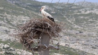 Riskli durumdaki leylek yuvası güvenli hale getirildi