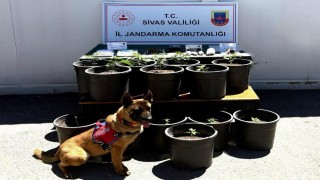 Saksıda yetiştirilen uyuşturucu fide aşamasında ele geçirildi